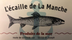 L'ECAILLE DE LA MANCHE